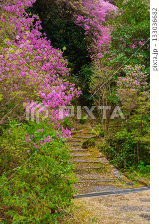 ミツバツツジが咲き乱れ山がピンク色に染まった春色の木津川市神童寺境内を撮影 133036682