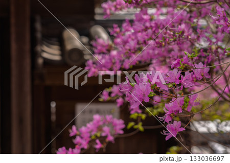 ミツバツツジが咲き乱れ山がピンク色に染まった春色の木津川市神童寺境内を撮影 133036697