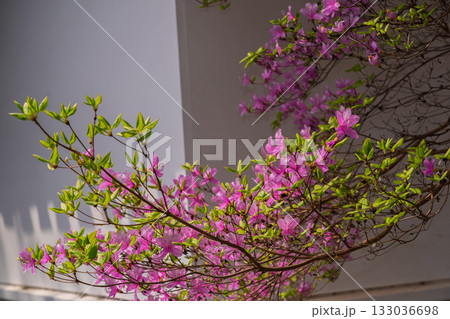 ミツバツツジが咲き乱れ山がピンク色に染まった春色の木津川市神童寺境内を撮影 133036698