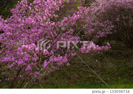 ミツバツツジが咲き乱れ山がピンク色に染まった春色の木津川市神童寺境内を撮影 133036716