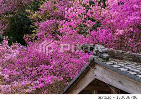 ミツバツツジが咲き乱れ山がピンク色に染まった春色の木津川市神童寺境内を撮影 133036786