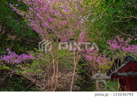 ミツバツツジが咲き乱れ山がピンク色に染まった春色の木津川市神童寺境内を撮影 133036795