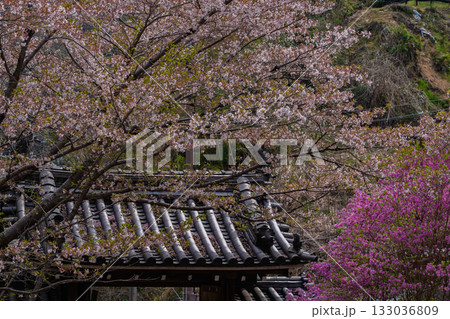ミツバツツジが咲き乱れ山がピンク色に染まった春色の木津川市神童寺境内を撮影 ミツバツツジが咲き乱れ山がピンク色に染まった春色の木津川市神童寺境内を撮影 133036809