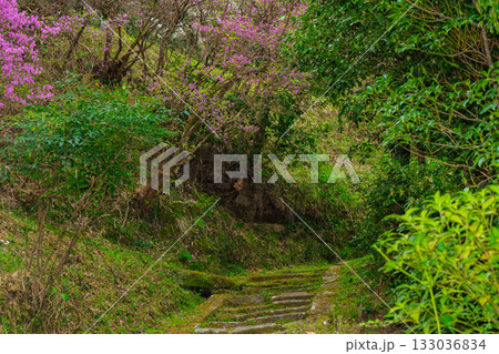 ミツバツツジが咲き乱れ山がピンク色に染まった春色の木津川市神童寺境内を撮影 133036834