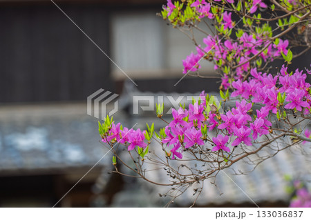 ミツバツツジが咲き乱れ山がピンク色に染まった春色の木津川市神童寺境内を撮影 133036837