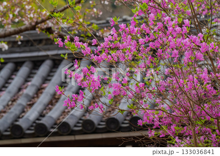 ミツバツツジが咲き乱れ山がピンク色に染まった春色の木津川市神童寺境内を撮影 133036841