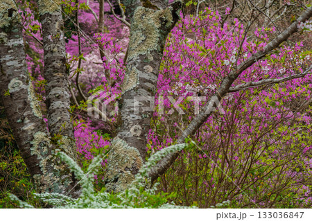 ミツバツツジが咲き乱れ山がピンク色に染まった春色の木津川市神童寺境内を撮影 133036847