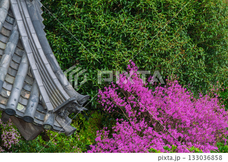 ミツバツツジが咲き乱れ山がピンク色に染まった春色の木津川市神童寺境内を撮影 133036858