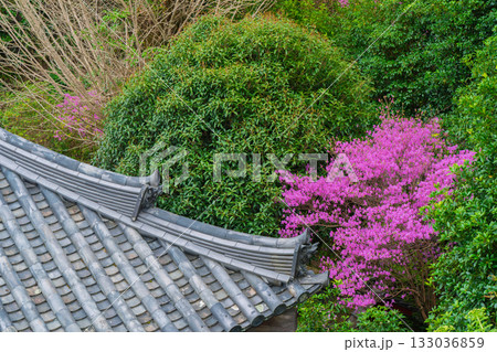 ミツバツツジが咲き乱れ山がピンク色に染まった春色の木津川市神童寺境内を撮影 133036859