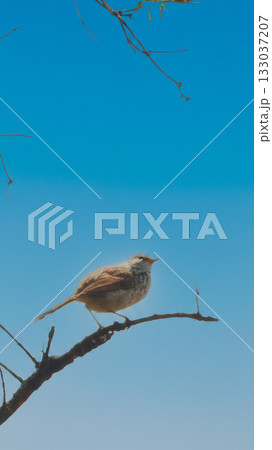 青空バックに枝にとまる鶯 青空バックに枝にとまる鶯 133037207