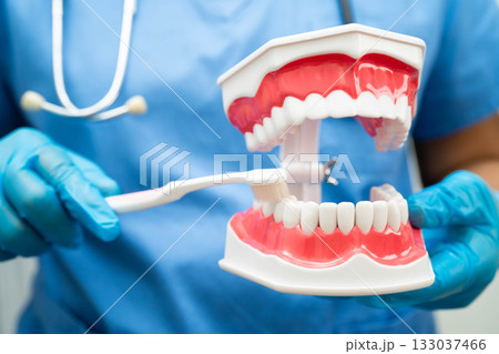 Doctor clean teeth denture with toothbrush for teach patient and dentist studying about dentistry. Doctor clean teeth denture with toothbrush for teach patient and dentist studying about dentistry. 133037466