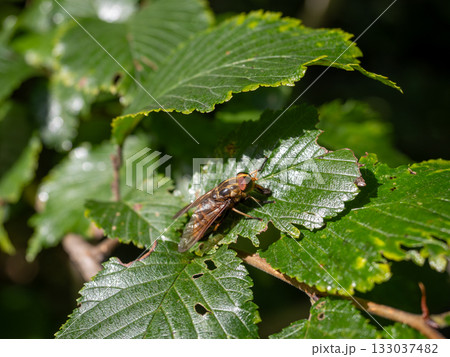 アカウシアブ 133037482