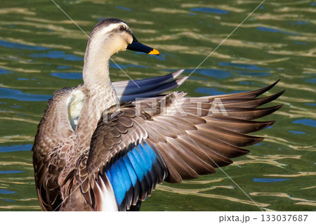 翼を広げるカルガモ 133037687