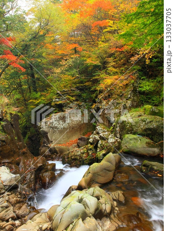 秋の天ヶ谷渓谷（大分県九重町・縦構図） 133037705