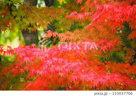 紅葉のモミジ（秋イメージ・天ヶ谷渓谷） 133037706
