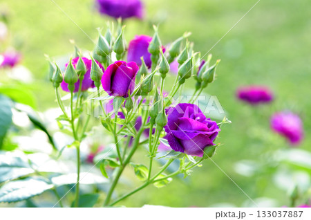 近所で見たバラの花 近所で見たバラの花 133037887