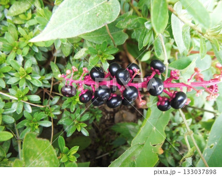黒く熟したヤブランの実 133037898