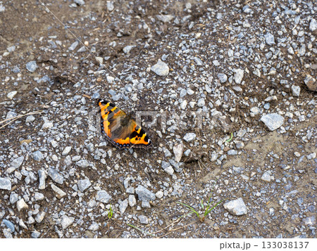 コヒオドシ 133038137