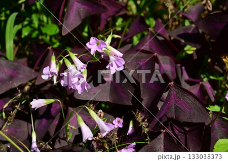 オキザリス・トリアングラリス（カタバミ科）カタバミ属 133038373