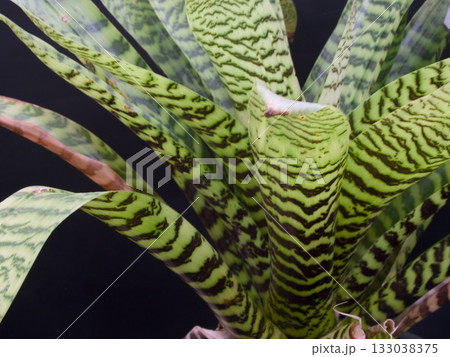 Vriesea hieroglyphica 133038375