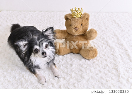チワワとクマのぬいぐるみ 133038380