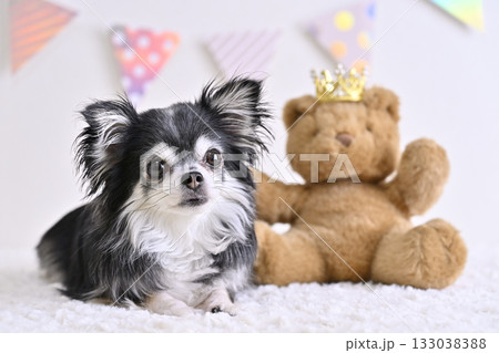 チワワとクマのぬいぐるみ 133038388