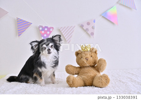 チワワとクマのぬいぐるみ 133038391