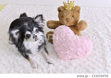 可愛いチワワ　ハートのクッションとクマのぬいぐるみ 133038459