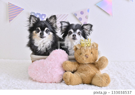 可愛い2匹のチワワ　ハートのクッションとクマのぬいぐるみ 133038537