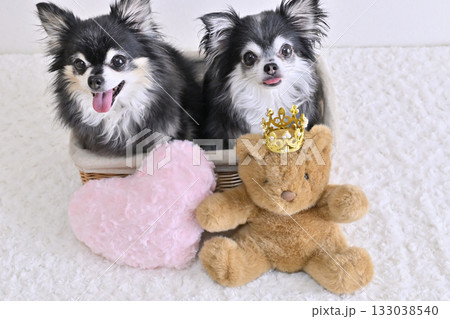 可愛い2匹のチワワ ハートのクッションとクマのぬいぐるみ 可愛い2匹のチワワ ハートのクッションとクマのぬいぐるみ 133038540