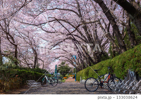 Bicycle parking with cherry trees and Cherry blossom in spring in Korea, jinhae South Korea. 133038624