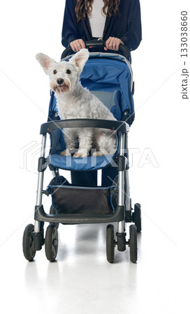 White terrier in stroller with woman holding handles isolated on white background 133038660