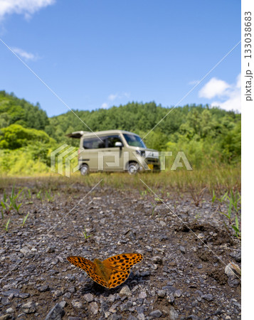 オオウラギンスジヒョウモン 133038683
