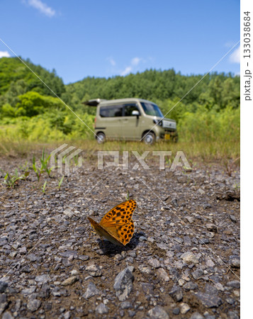オオウラギンスジヒョウモン 133038684