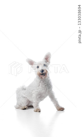 White terrier tilting head and smiling on white background White terrier tilting head and smiling on white background 133038694