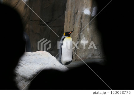 ペンギン ぺんぎん ペンギン 133038776