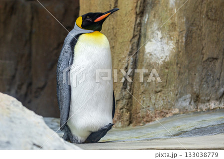 ペンギン ぺんぎん ペンギン 133038779