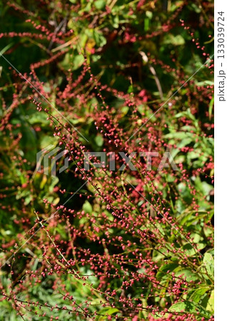 ミズヒキ（タデ科）イヌタデ属 133039724