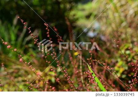 ミズヒキ（タデ科）イヌタデ属 133039745