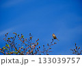空に向かって鳴くホオジロ 133039757