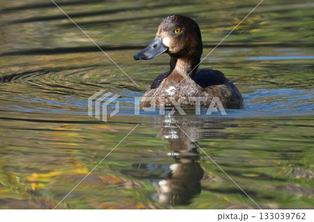 カモ カモ 133039762