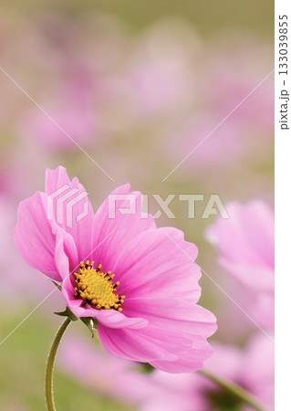 ふんわり咲く魅力的なコスモス 癒しの空間 ふんわり咲く魅力的なコスモス 癒しの空間 133039855