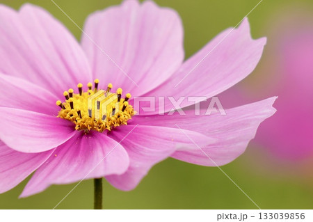 ふんわり咲く魅力的なコスモス 癒しの空間 ふんわり咲く魅力的なコスモス 癒しの空間 133039856