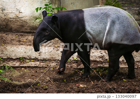 珍獣 哺乳綱 東南アジア 133040097