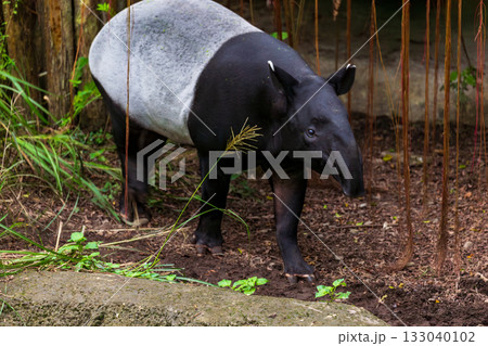 珍獣 哺乳綱 東南アジア 133040102