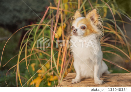 Chihuahua dog of white and red color on the background of the garden. Chihuahua dog of white and red color on the background of the garden. 133040384