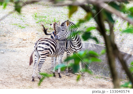 シマウマ ゼブラ しまうま 133040574