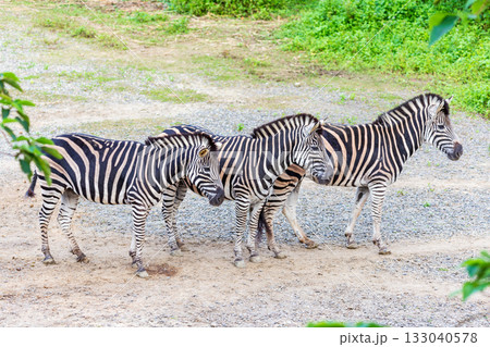 シマウマ ゼブラ しまうま 133040578