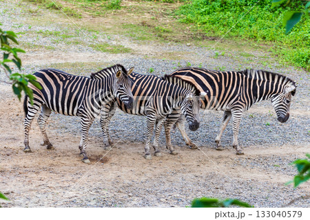 シマウマ ゼブラ しまうま 133040579