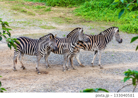 シマウマ ゼブラ しまうま 133040581